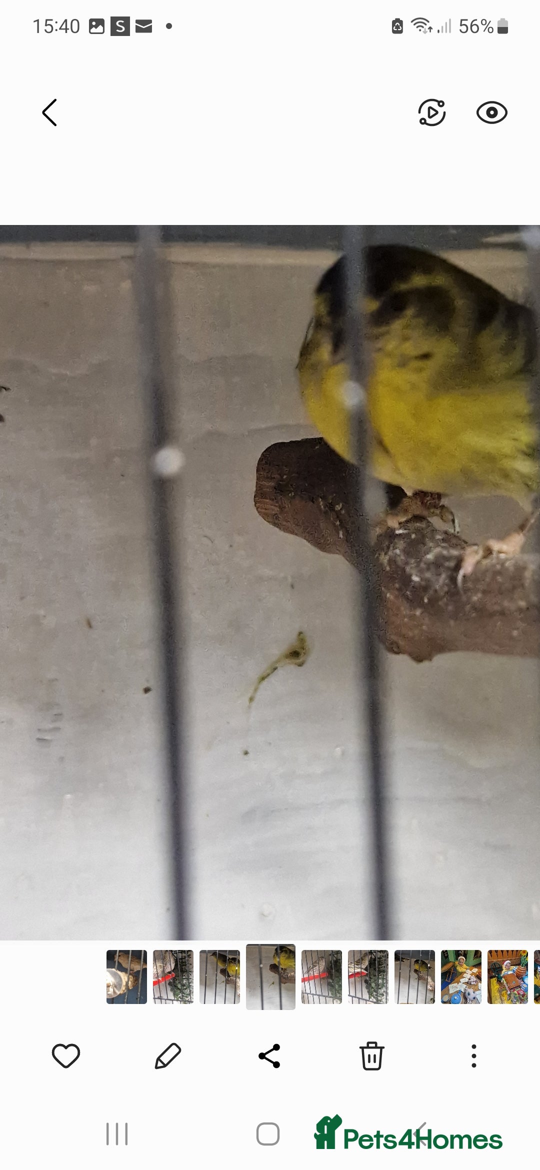 Finches birds for sale: Siskins - Advert 5