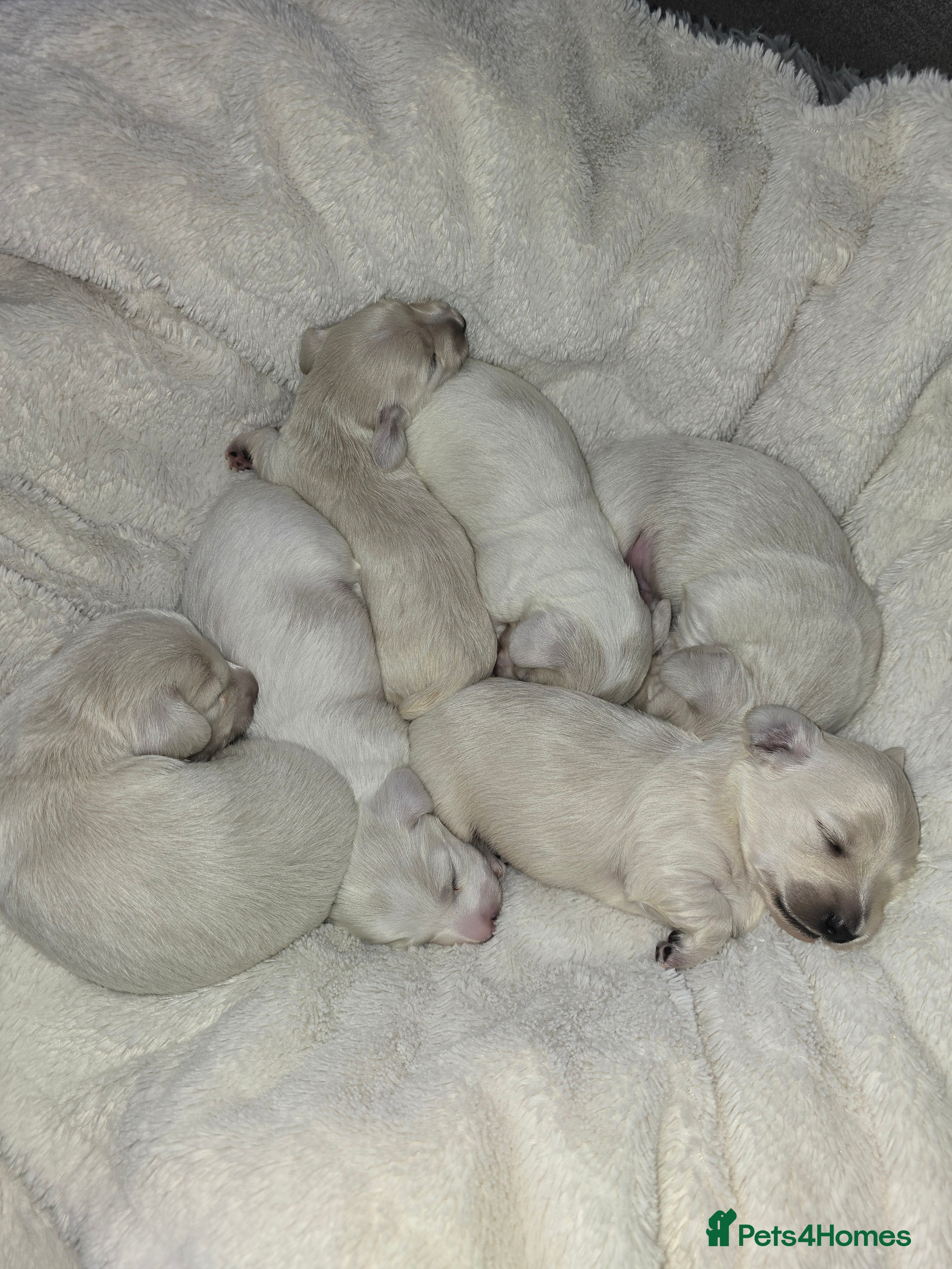 Miniature Dachshund dogs Beautiful cream longhair miniature dachshund  - Advert 2