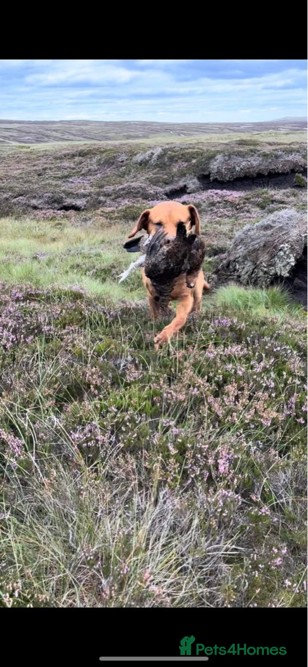 Labrador Retriever dogs for stud: 🔸DARK RED WORKING STUD KC & FULLY HEALTH TESTED🔸 in Hawes - Advert 28