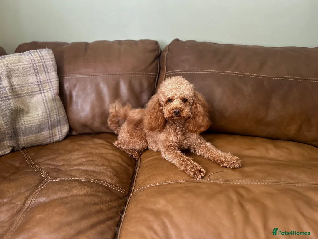 Poodle dogs for stud: Kc health tested fox red toy poodle in Stevenage - Advert 33