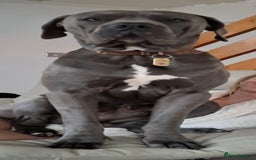 Mixed Breed dogs for sale: 3 beautiful boys for sale  - Image 2