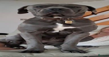 Mixed Breed dogs - Advert 1