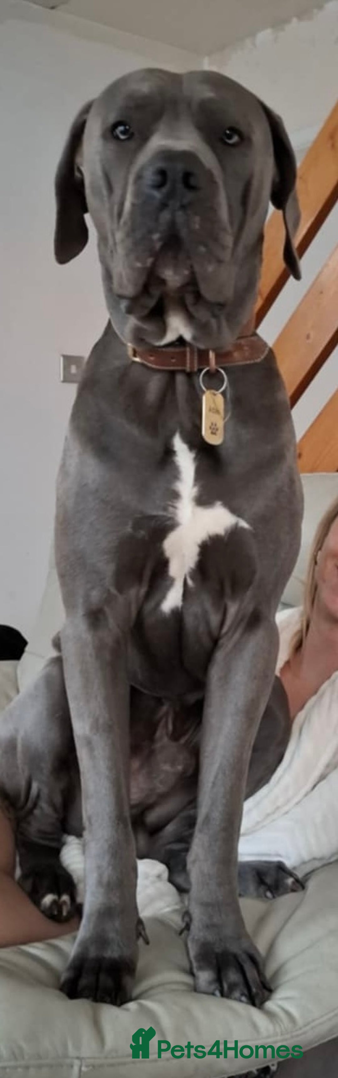 Mixed Breed dogs for sale: 3 beautiful boys for sale  - Image 2