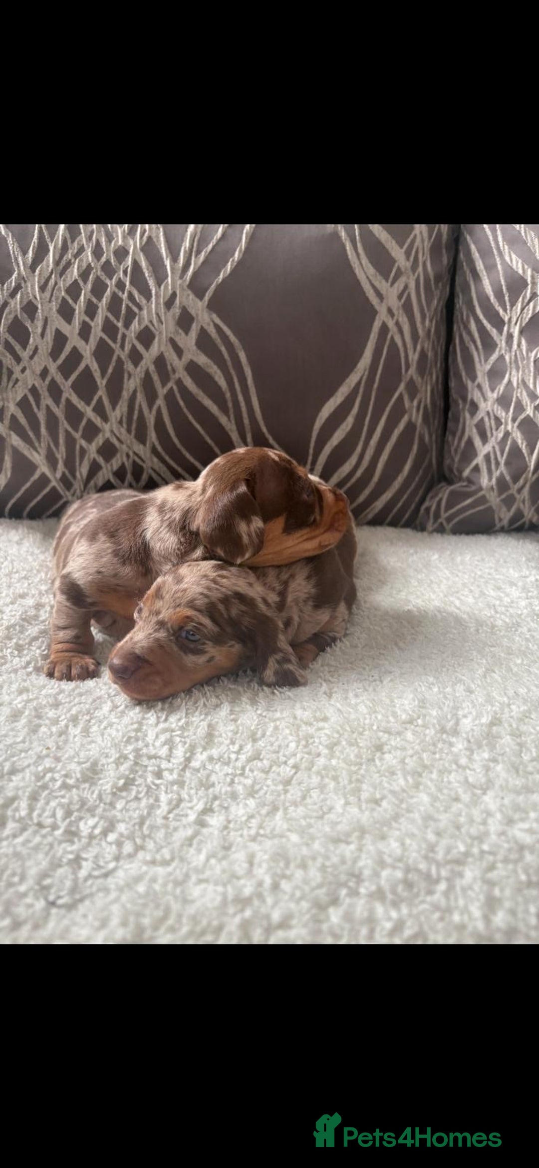 Miniature Dachshund dogs for sale: 🐾 Stunning Miniature Dachshunds For Sale 🐾 - Image 3