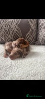 Miniature Dachshund dogs - Advert 1