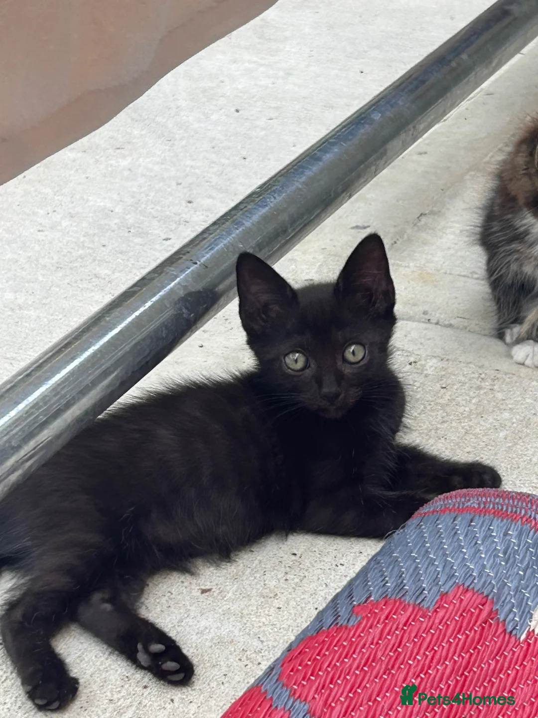 Ragdoll cats for sale: Ragdoll  cross kitten (all available)😻 - Advert 2