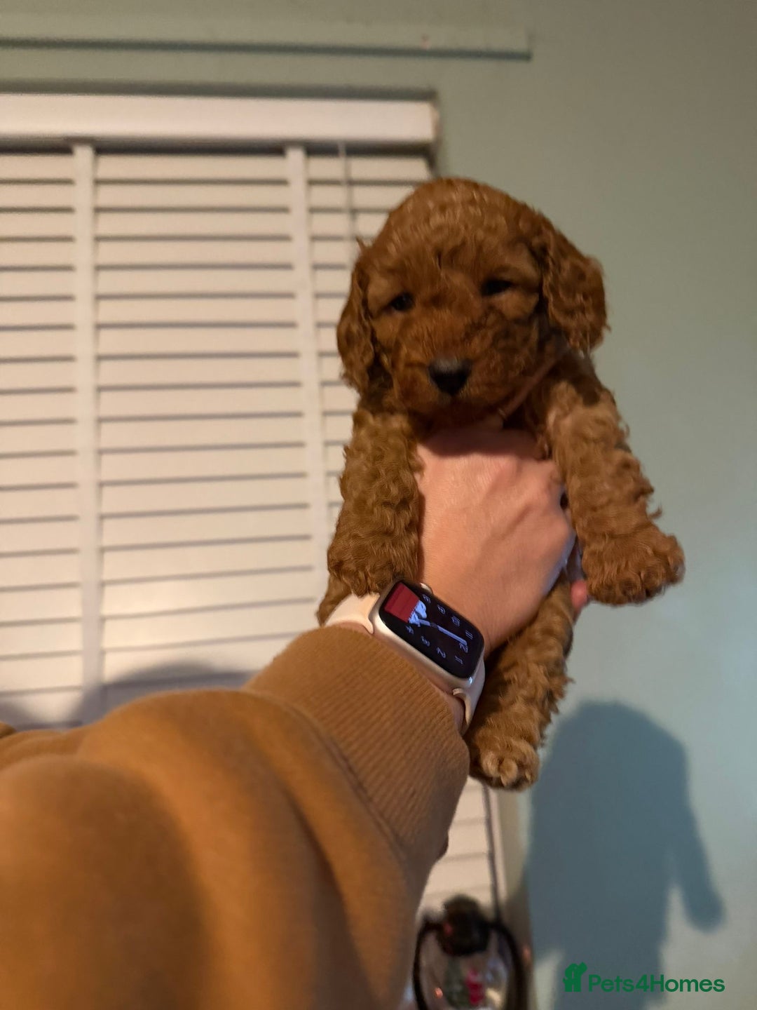 Cockapoo dogs for sale: 6 gorgeous Cockapoo puppies for sale  - Advert 11