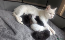 Turkish Van cats for sale:  Kittens reduced £40  READY TO LEAVE💕💕 - Image 8