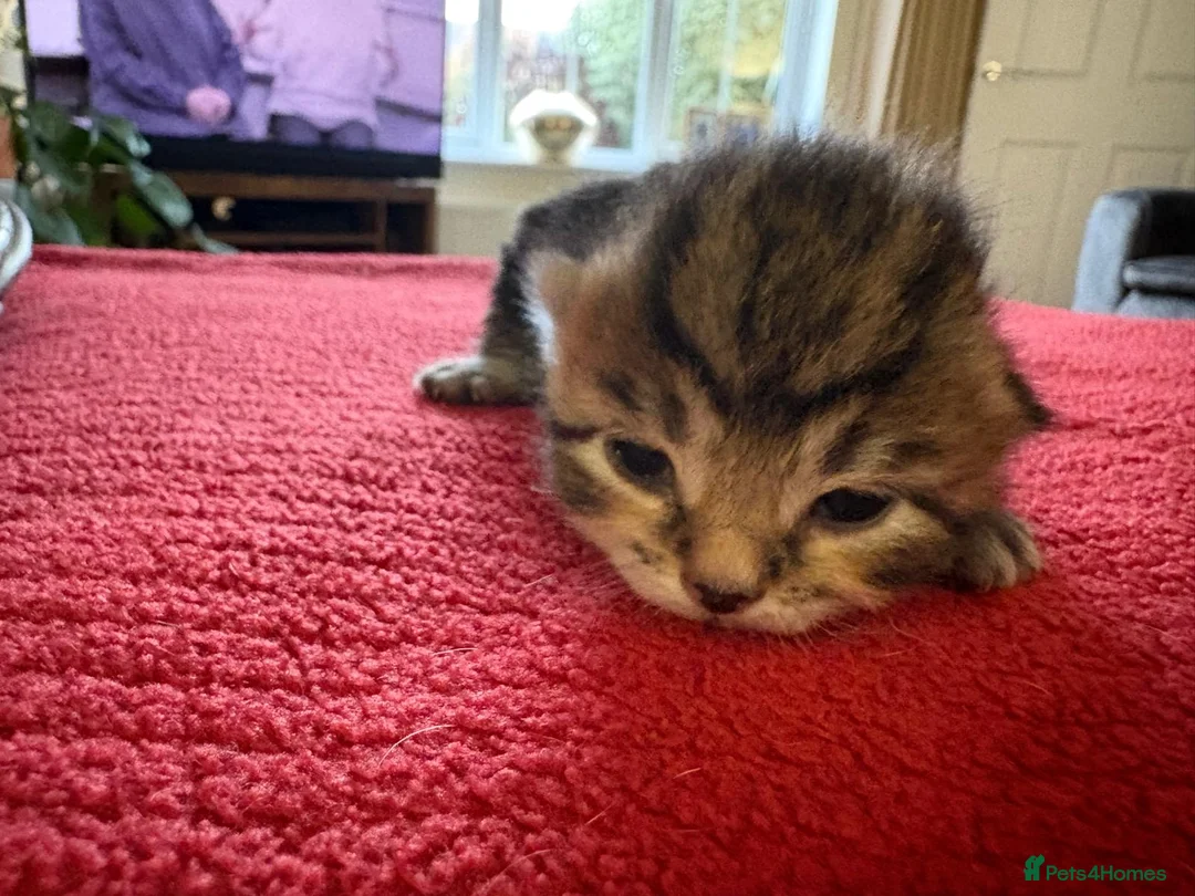 Mixed Breed cats for sale: Five beautiful kittens - readvertised to edit - Advert 2