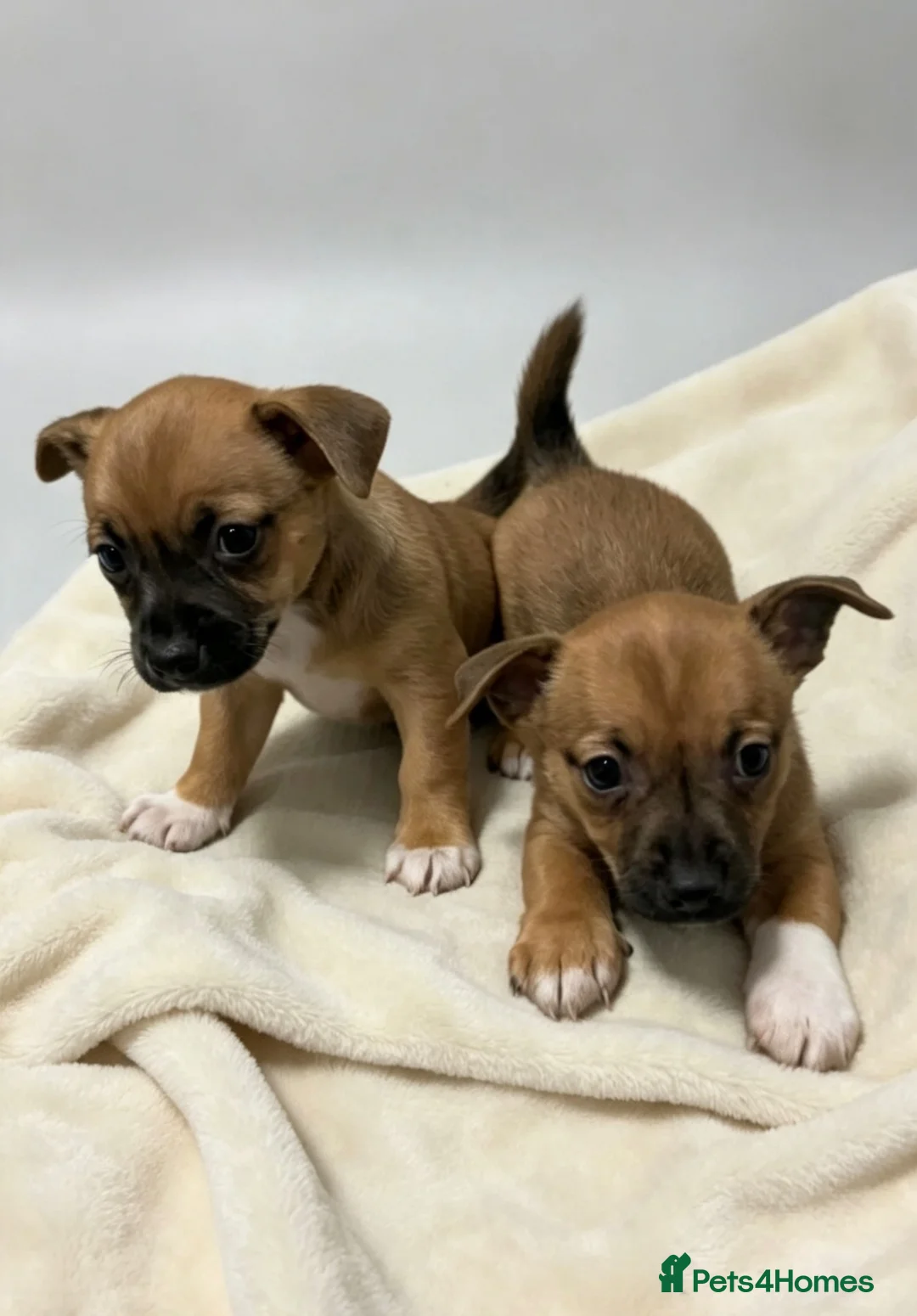 Jack Russell dogs for sale: Pedigree Miniature Jack Russel terrier  - Advert 1