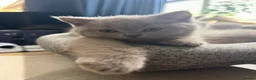 British Shorthair cats for sale: Beautiful Lilac British Shorthaired Kittens - Advert 4