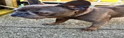 French Bulldog dogs for sale: 4 year old French bulldog - Advert 3