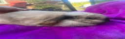 Mini Lop rabbits for sale: Beautiful very friendly 1 year old female mini lop - Advert 3