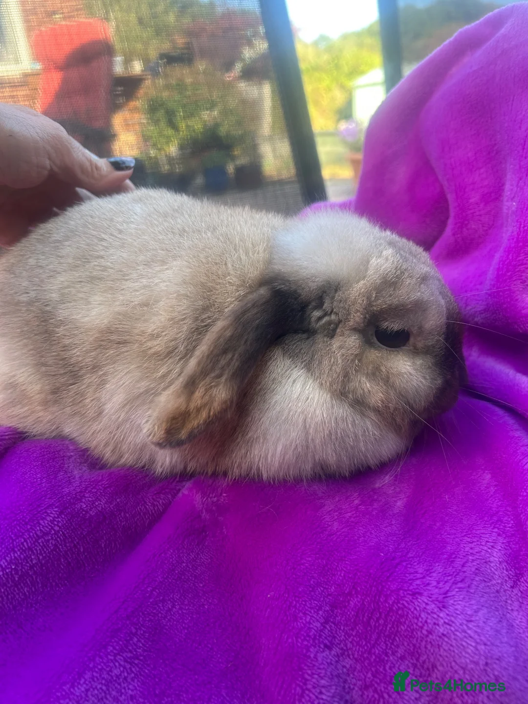 Mini Lop rabbits for sale: Beautiful very friendly 1 year old female mini lop - Advert 3