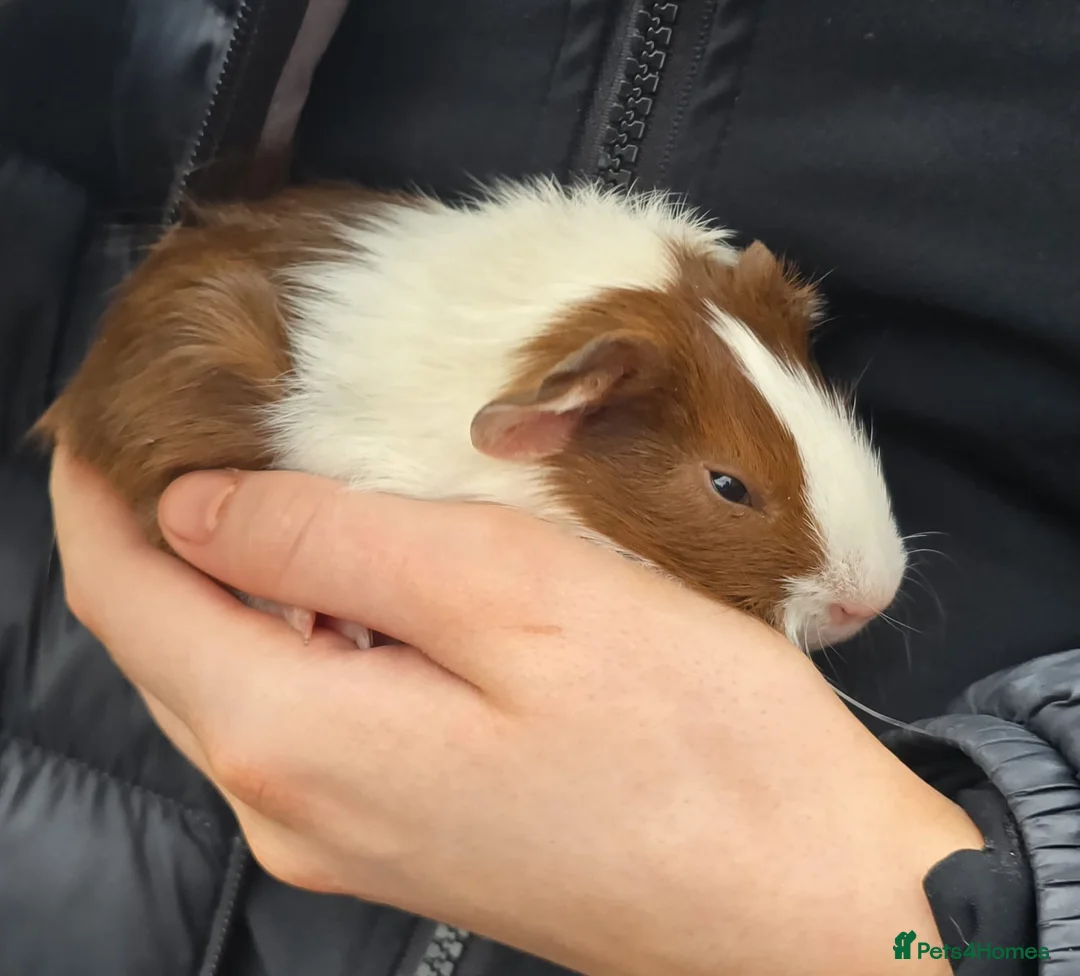 Guinea Pig rodents for sale: Male Guinea pigs  - Advert 4