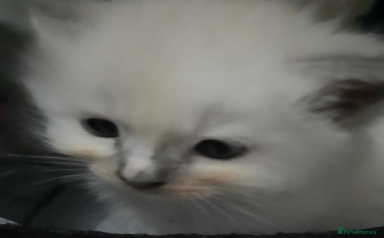Ragdoll cats - Advert 1