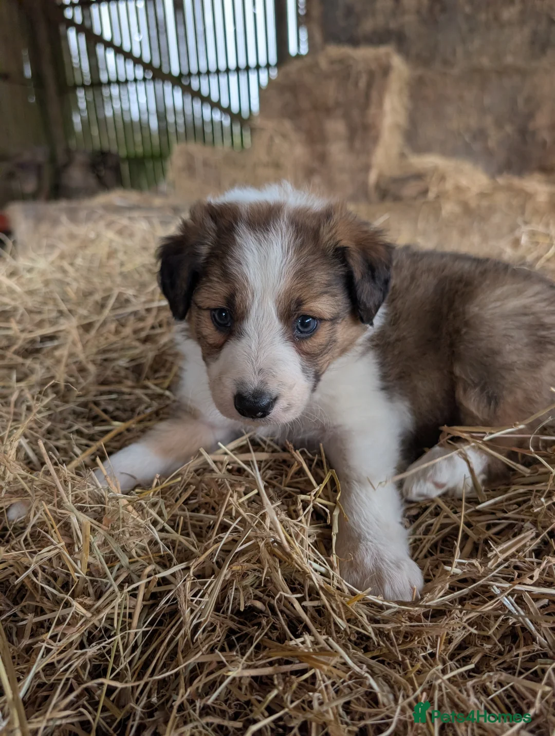 Border Collie dogs for sale: Border Collie Puppies  - Advert 9