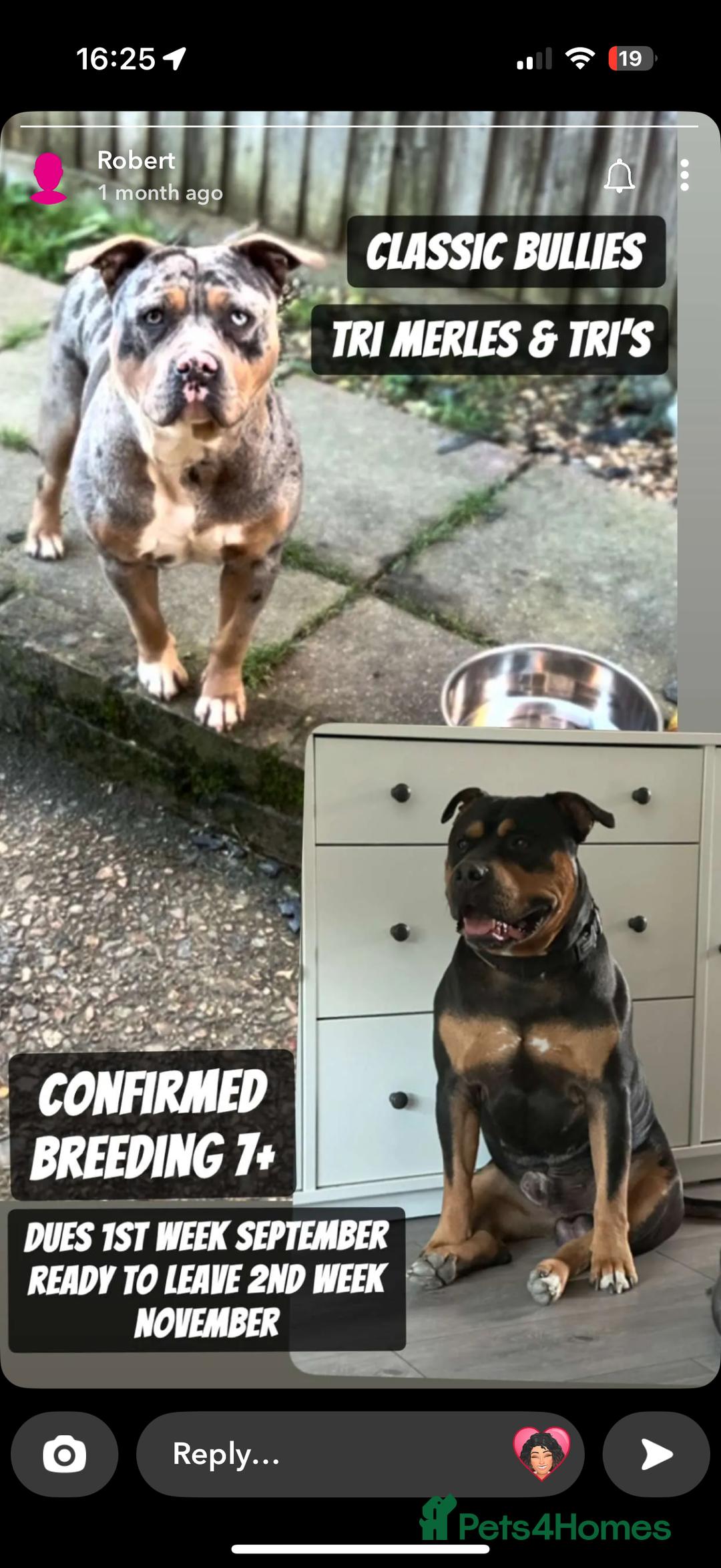 American Bully dogs for sale: 3 furbabies left ! ABKC Classic American Bullys - Advert 10