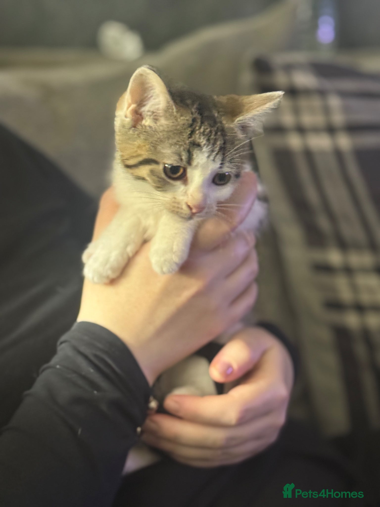 Brown white tabby female 