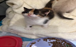 Mixed Breed cats for sale: Beautiful Ragdoll x British short kittens  - Advert 3