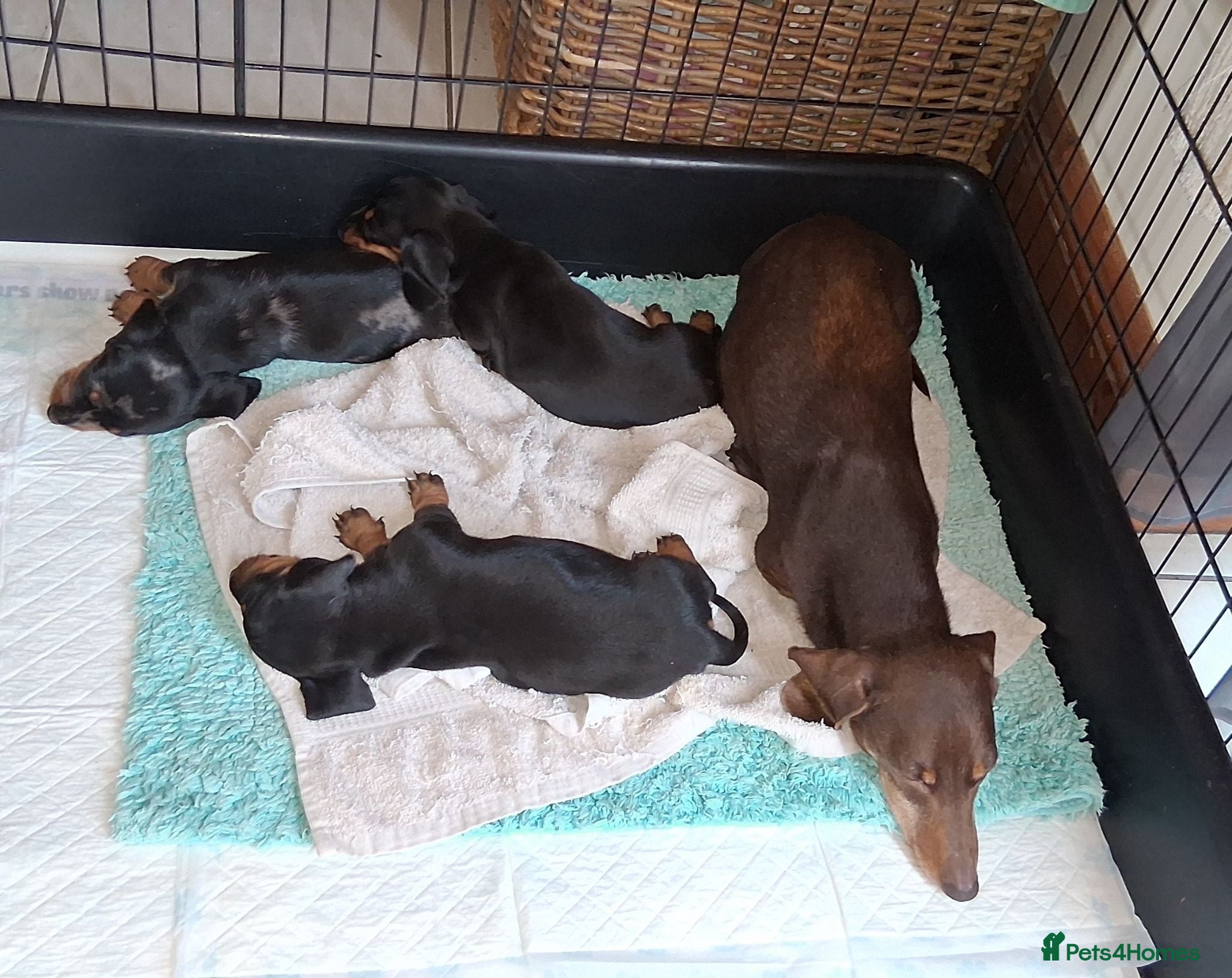 Miniature Dachshund dogs KC REG. PRA CLEAR - Advert 1