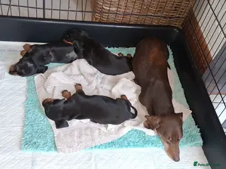 Miniature Dachshund dogs KC REG. PRA CLEAR - Advert 3
