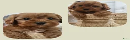 Cavapoo dogs for sale: F1 Toy Cavapoo Litter Planned  - Advert 3