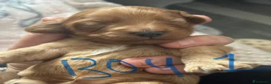 Boy 1 