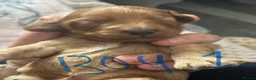 Cockapoo dogs for sale: **MINIATURE STUNNING COCKAPOO PUPPIES** - Advert 13