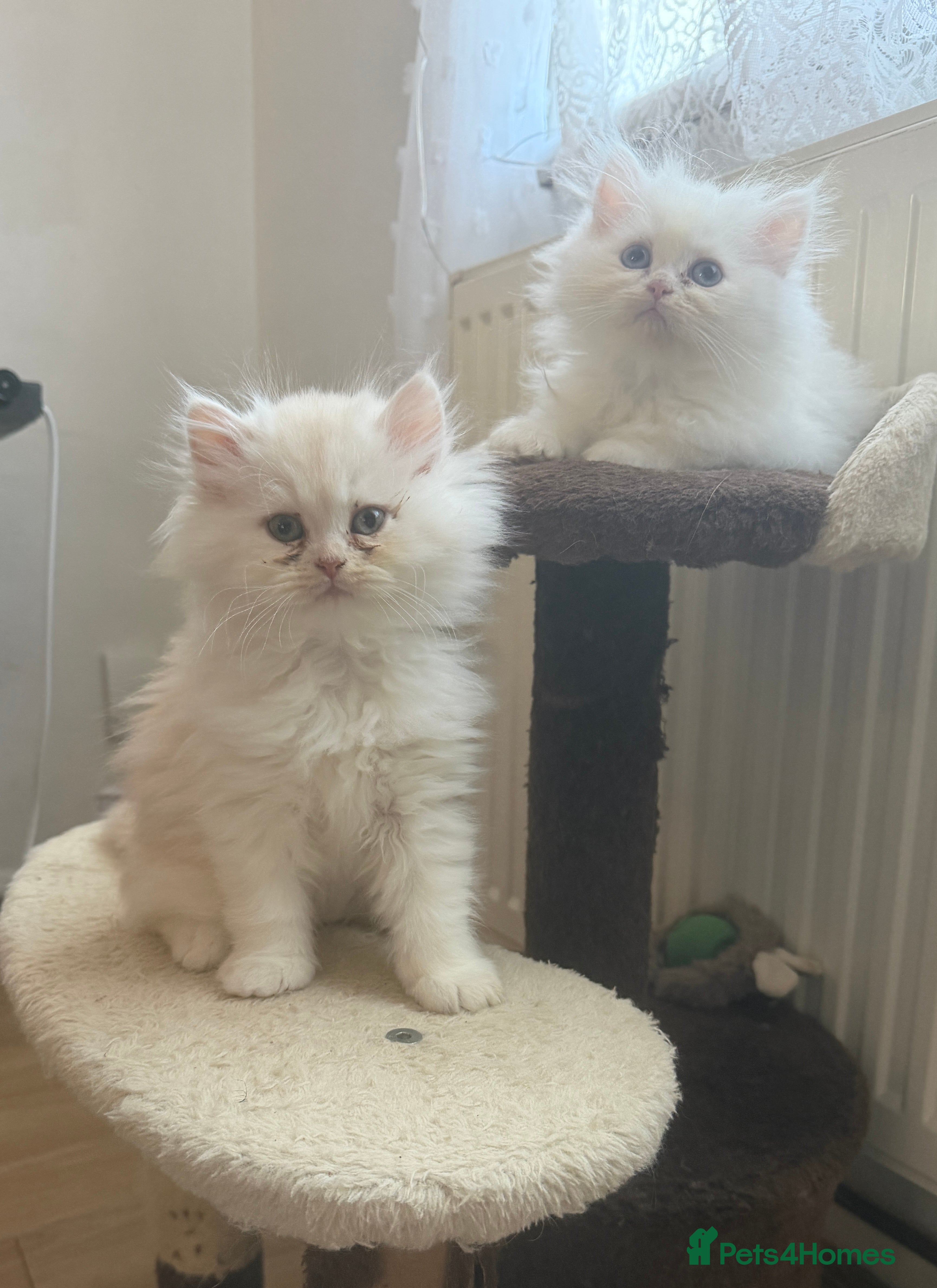 Persian cats Persian kittens, 2 boys - Advert 11