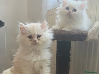 Persian cats Persian kittens, 2 boys - Advert 5