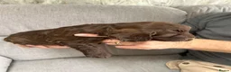 Sproodle dogs for sale: Quality f2b sproodles in Preston - Advert 8