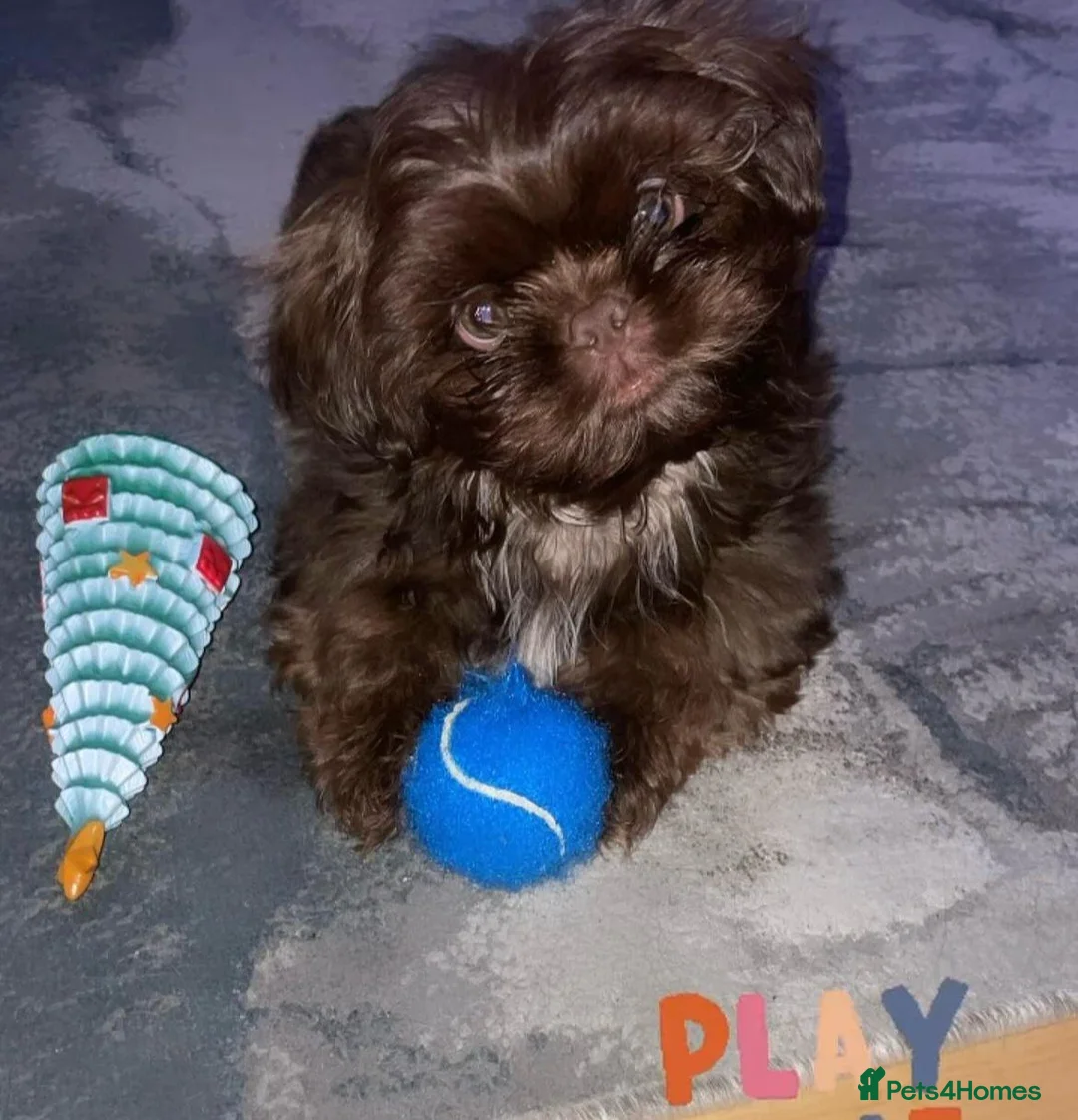 Shih Tzu dogs for sale: CHOCOLATE KC REG IMPERIALS BEST LINES 2 girls left - Advert 17