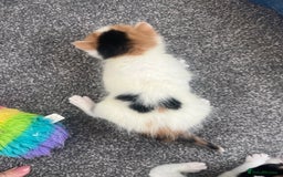 Mixed Breed cats for sale: long haired calico kittens  - Image 9
