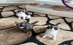 Domestic Shorthair cats for sale: Tabbies - Image 9