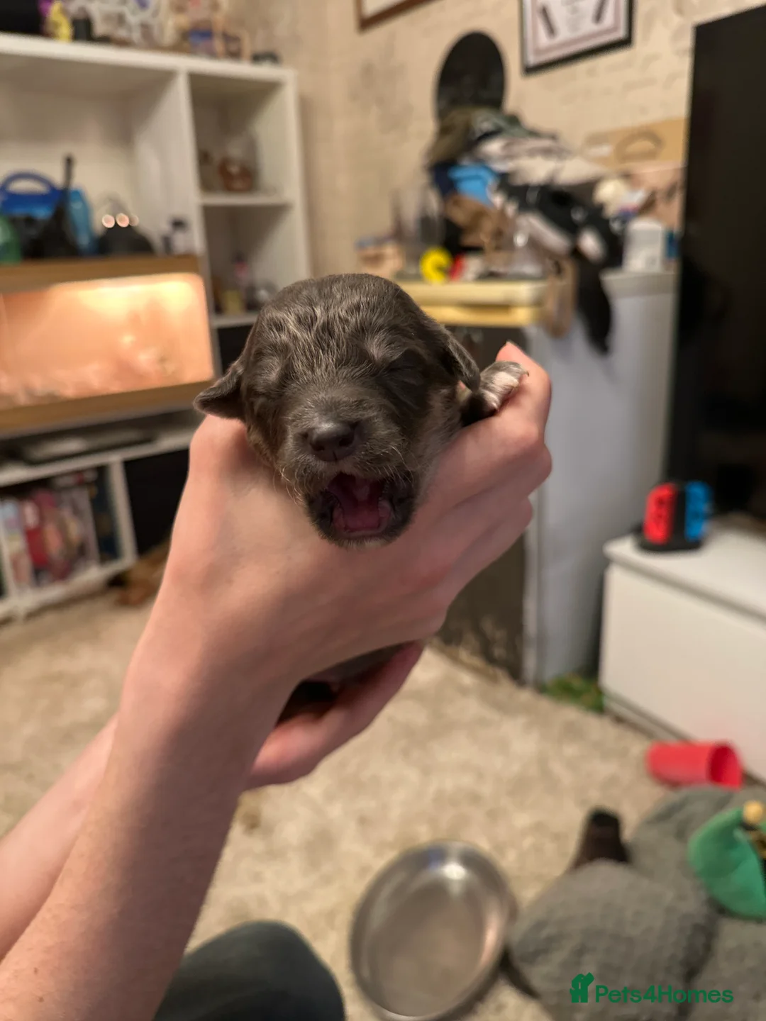 Mixed Breed dogs for sale: German shepherd collie cross puppies - Advert 10