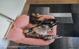 Bengal cats for sale: Three Beautiful Bengal Kittens For Sale - Image 9