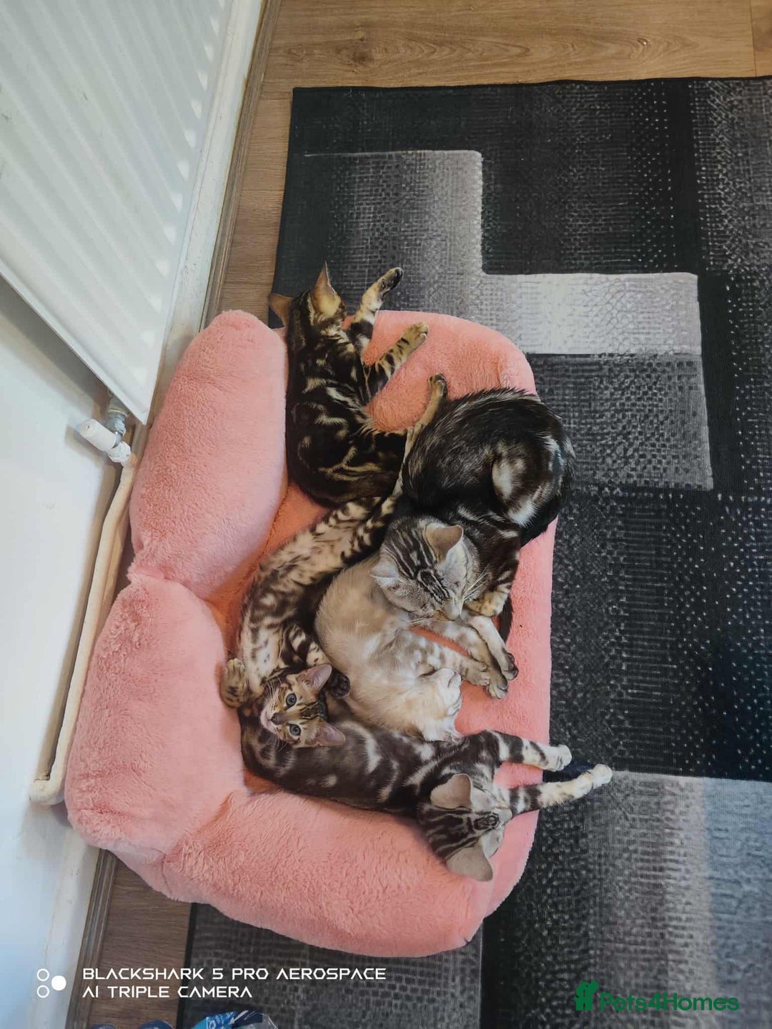Bengal cats for sale: Three Beautiful Bengal Kittens For Sale - Image 9