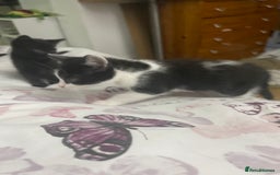 Mixed Breed cats for sale: Ready now kittens  - Image 4