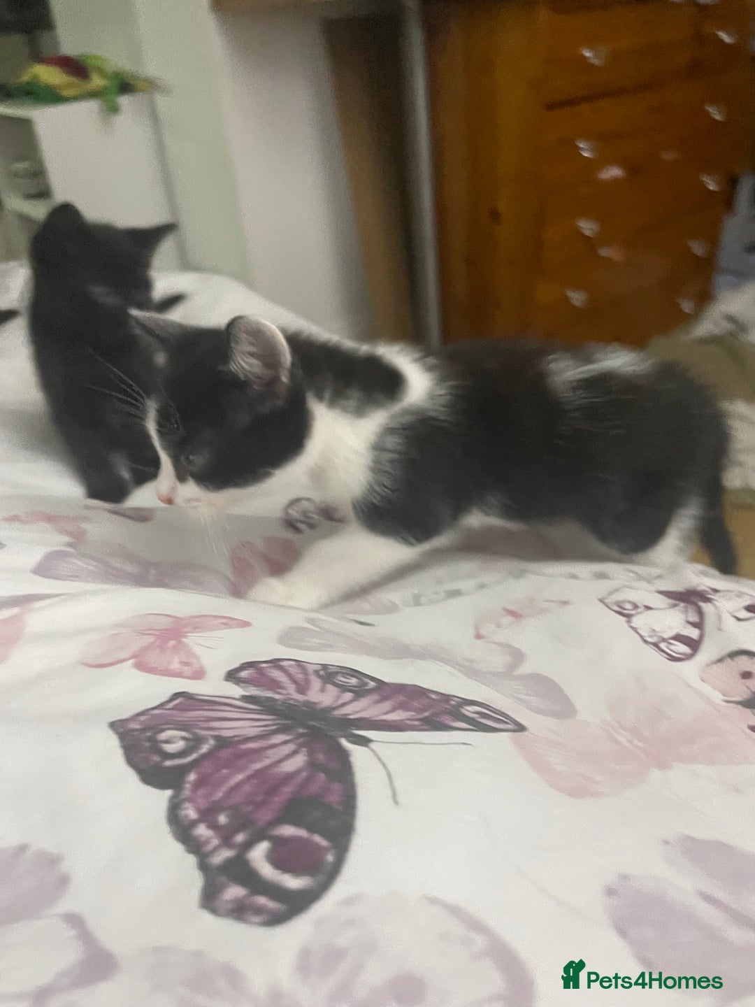 Mixed Breed cats for sale: Ready now kittens  - Image 4