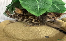 Bengal cats for sale: Bengal kittens  - Image 6