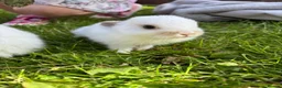 Mixed Breed rabbits for sale: Gorgeous mixed dwarf lop bunnies  - Advert 21