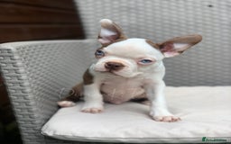 Boston Terrier dogs for stud: proven Red & White KC Boston Terrier Stud in Rye - Image 2