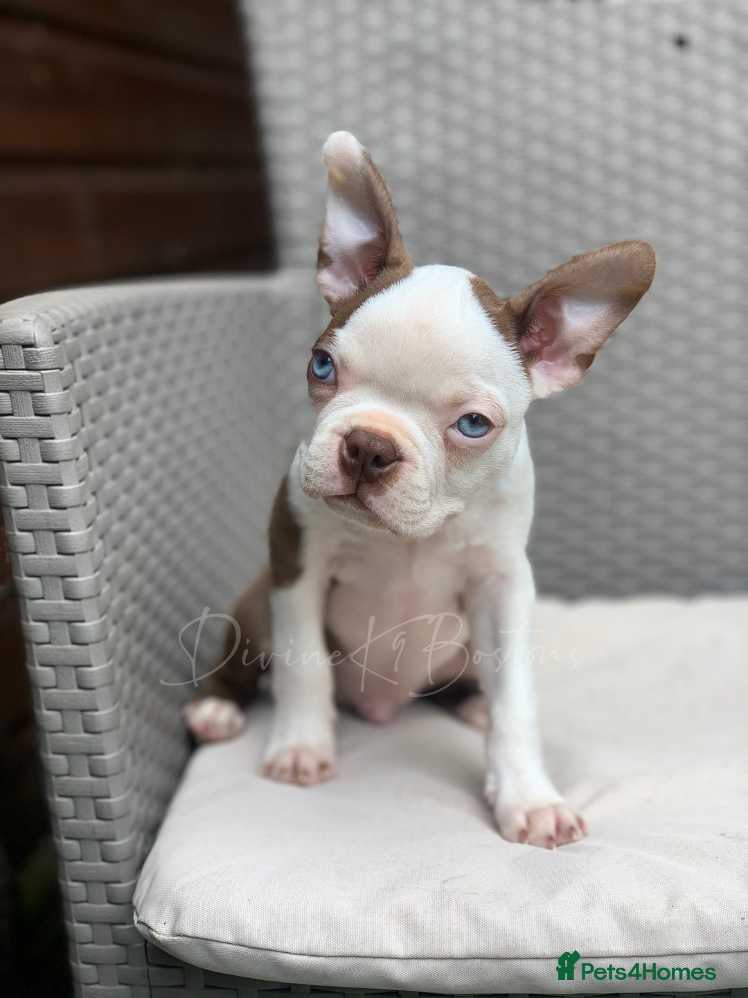 Boston Terrier dogs for stud: proven Red & White KC Boston Terrier Stud in Rye - Image 2