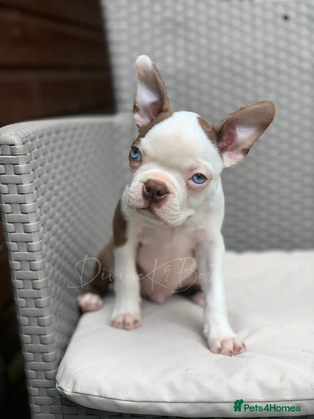 Boston Terrier dogs for stud: proven Red & White KC Boston Terrier Stud in Rye - Advert 2