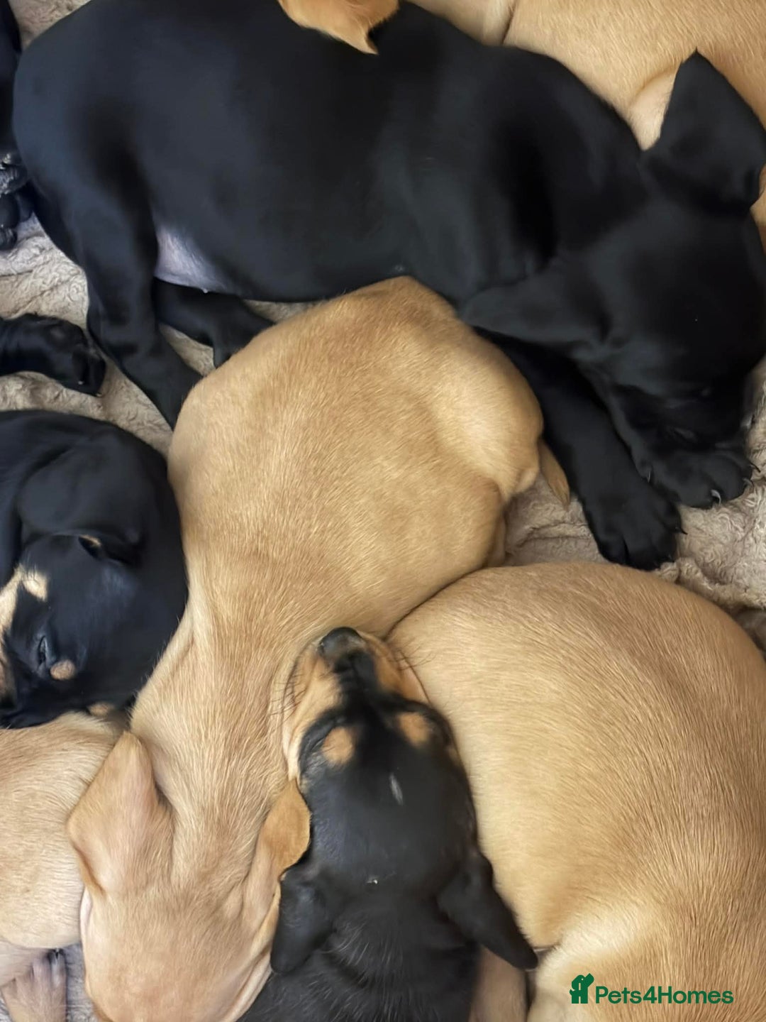 Mixed Breed dogs for sale: 9 Docker puppies - Advert 3