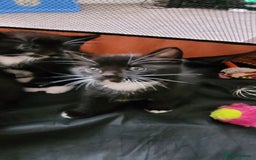 Domestic Shorthair cats for sale: 6 lovable bundles of mischief seek forever home - Image 4