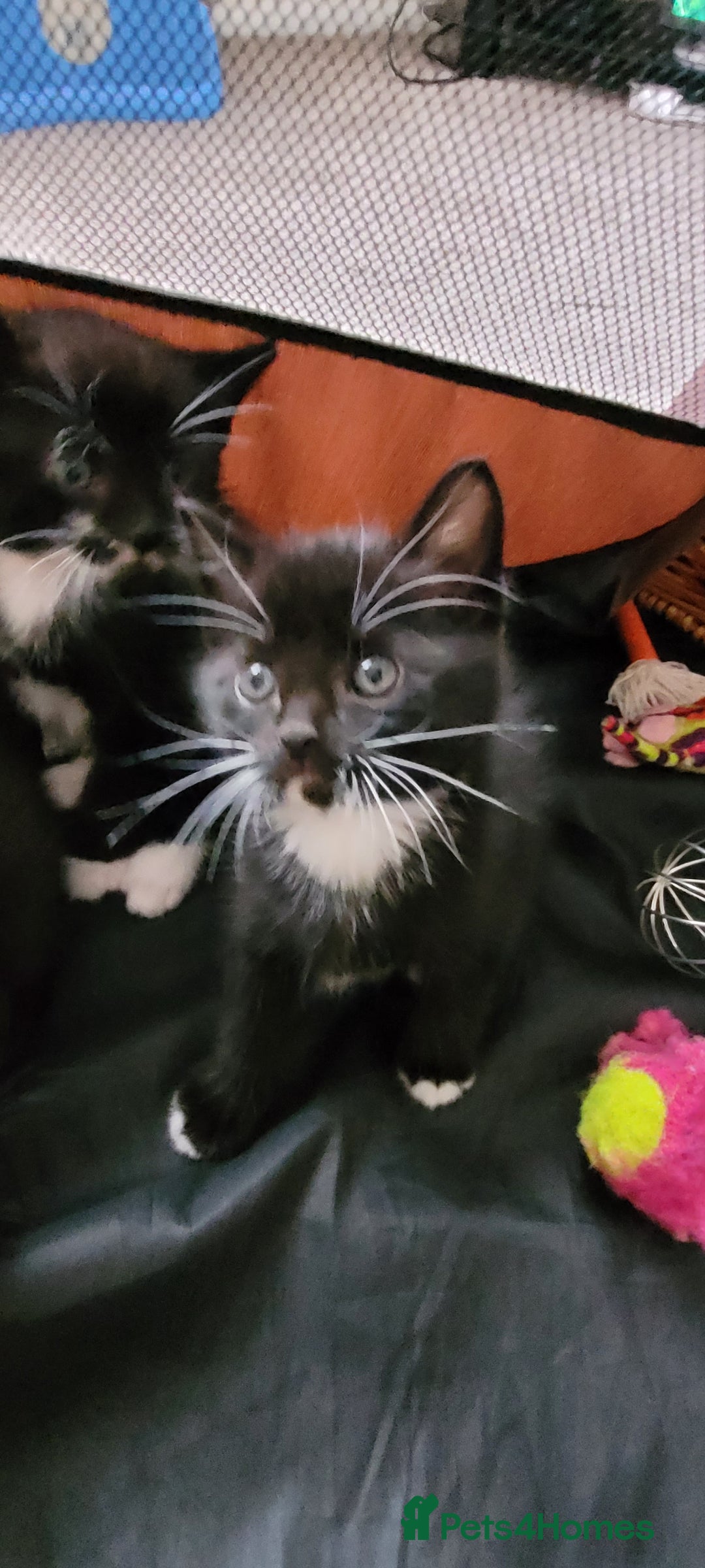 Domestic Shorthair cats for sale: 6 lovable bundles of mischief seek forever home - Image 4