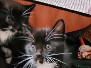 Domestic Shorthair cats - Advert 11