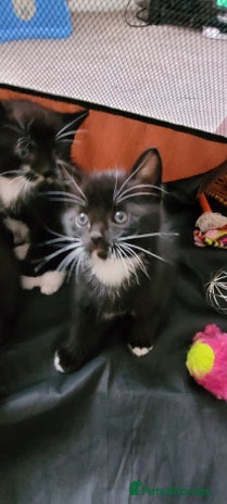 Domestic Shorthair cats - Advert 8